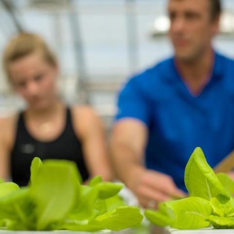 UNH students working in greenhouse